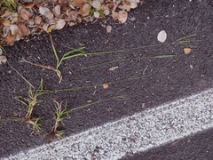 Digitaria eriostachya