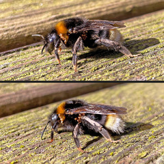 Parasitellus fucorum