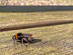 Parasitellus fucorum