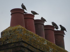 Sturnus vulgaris