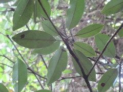 Sideroxylon salicifolium