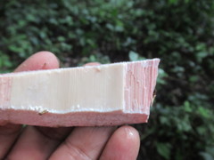 Sideroxylon salicifolium