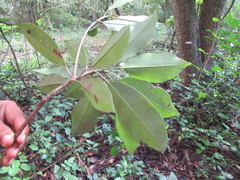 Sideroxylon salicifolium