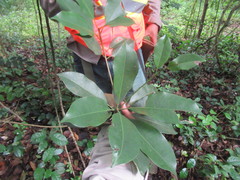 Sideroxylon salicifolium