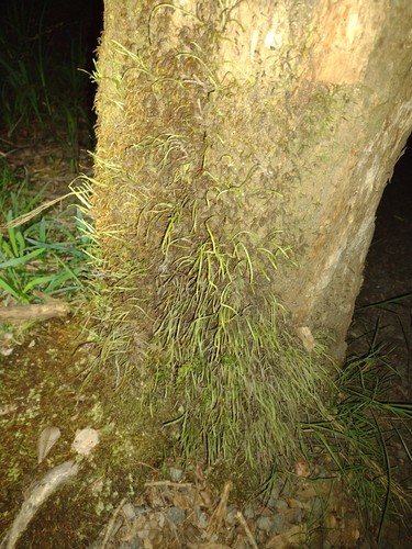 Kolokolo (Adenophorus tenellus)