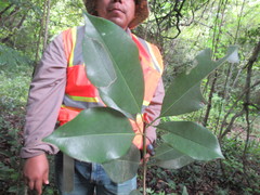 Sideroxylon salicifolium