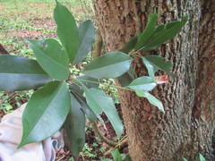 Sideroxylon salicifolium