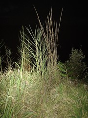 Schizachyrium condensatum