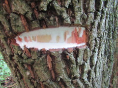 Sideroxylon salicifolium