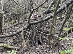 Neotoma fuscipes annectens