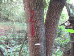 Sideroxylon salicifolium