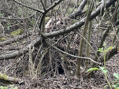 Neotoma fuscipes annectens