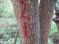Sideroxylon salicifolium