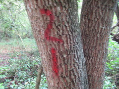 Sideroxylon salicifolium