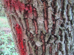 Sideroxylon salicifolium