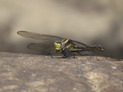 Phanogomphus descriptus
