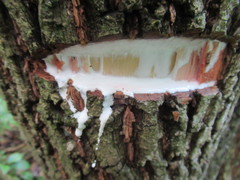 Sideroxylon salicifolium