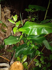 Kadua centranthoides