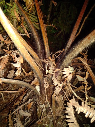 Hapu'u li (Cibotium menziesii)