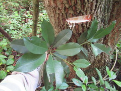 Sideroxylon salicifolium