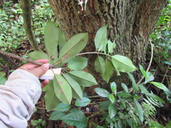 Sideroxylon salicifolium