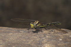 Phanogomphus descriptus