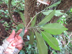 Sideroxylon salicifolium