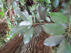 Sideroxylon salicifolium