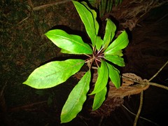 Clermontia parviflora