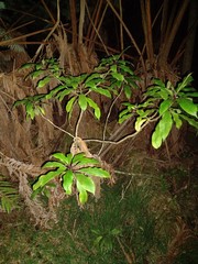 Clermontia parviflora