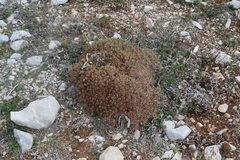Acantholimon libanoticum