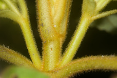 Cyrtandra platyphylla