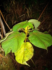 Cyrtandra platyphylla