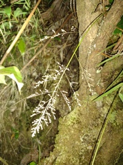 Isachne distichophylla