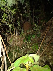 Isachne distichophylla