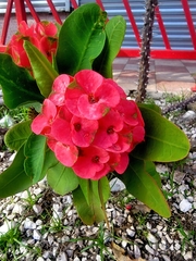 Euphorbia milii