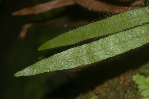 Hooker's dwarf polypody (Oreogrammitis hookeri)