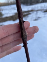 Neolasioptera nodulosa