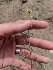 Camelina rumelica