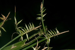 Cyperus meyenianus