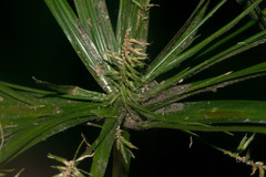 Cyperus meyenianus