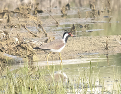 Vanellus indicus