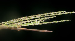 Digitaria violascens