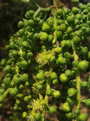 Image of Mallotus nudiflorus by no rights reserved