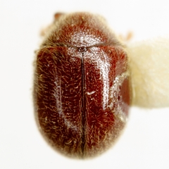 Byrrhodes levisternus