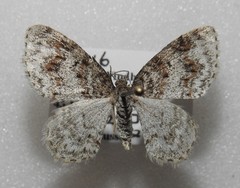 Hydrelia lucata