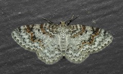 Hydrelia lucata