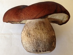 Leccinum fallax