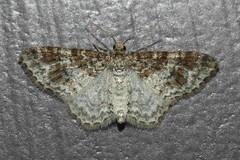 Hydrelia lucata