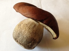 Leccinum fallax